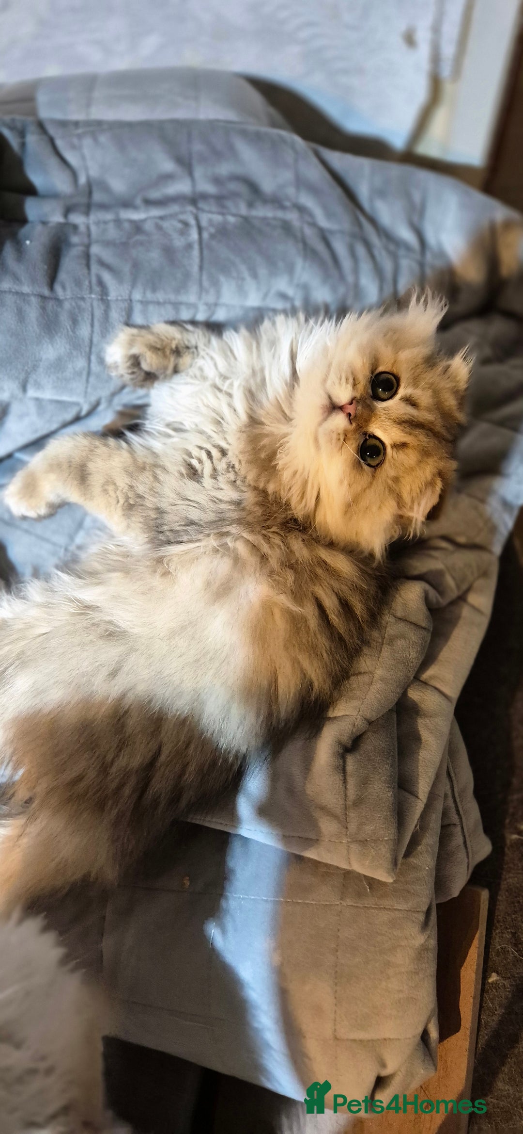 Scottish Fold cats for sale: I girl left! TICA reg. Scottish Fold ready to go - Image 14