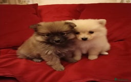 Pomeranian dogs for sale: Miniature Pomeranian puppies - Advert 2