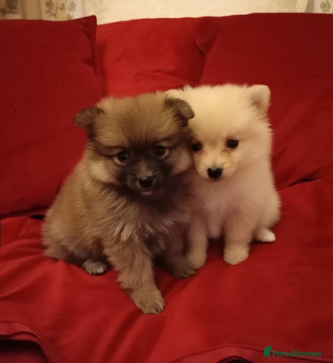 Pomeranian dogs for sale: Miniature Pomeranian puppies - Advert 2