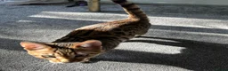 Bengal cats for sale: Bengal cat in London - Advert 5