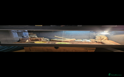 Lizard reptiles for sale: Female bearded dragon and full setup - Advert 2