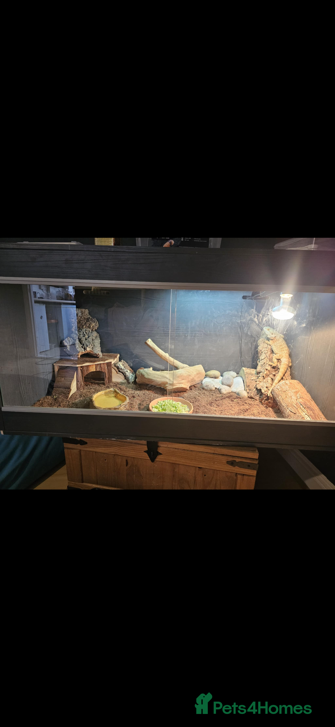 Lizard reptiles for sale: Female bearded dragon and full setup - Advert 2
