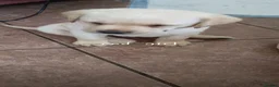 Labrador Retriever dogs for sale: Two beautiful labrador puppies  - Advert 13