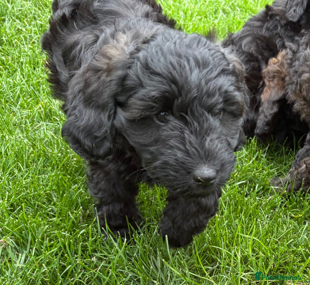 Cockapoo dogs for sale: ✨ Gorgeous Cockapoo Puppies ✨ - Image 9