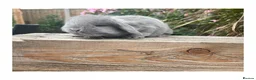 Mini Lop rabbits for sale: Beautiful mini lops  - Advert 3