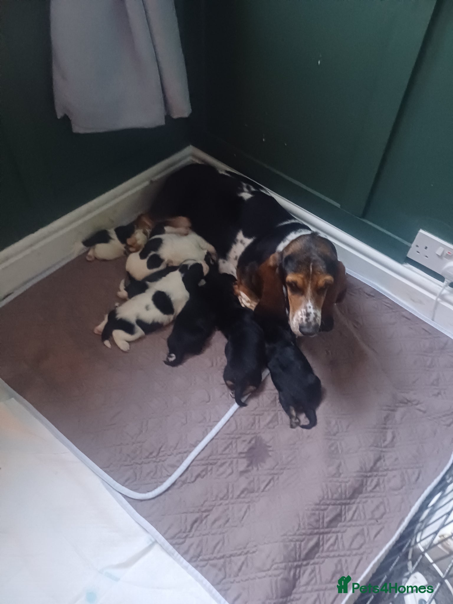 Mixed Breed dogs Basset hound x basset retriever  - Advert 9