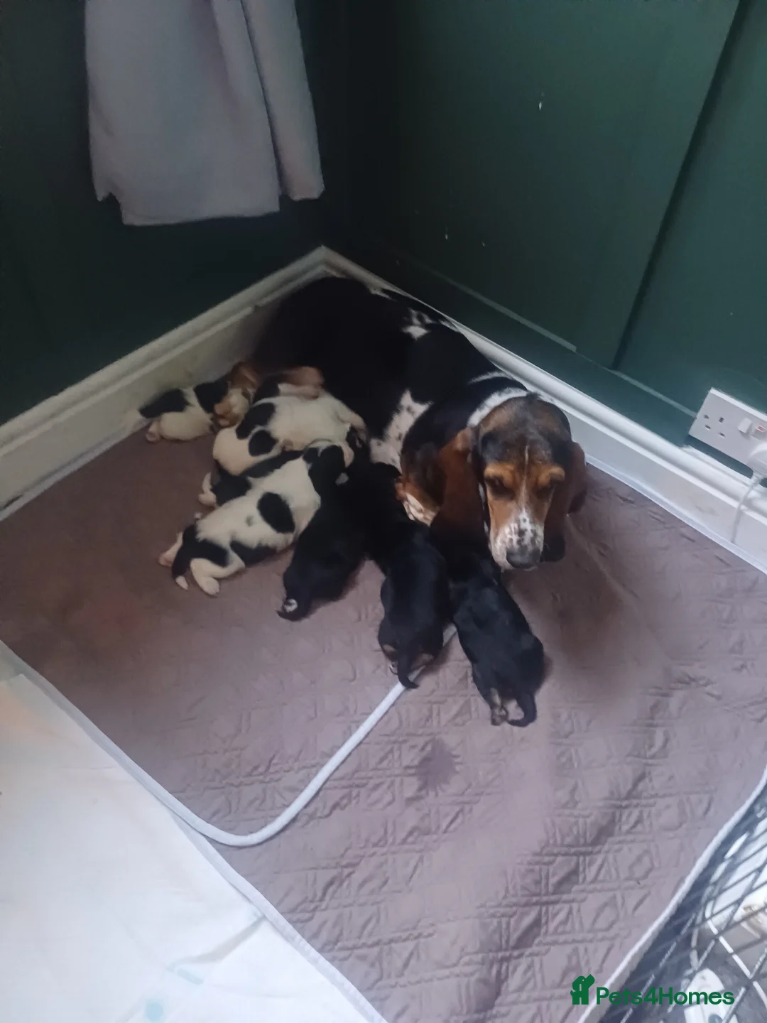 Mixed Breed dogs for sale: Basset hound x basset retriever  - Advert 1