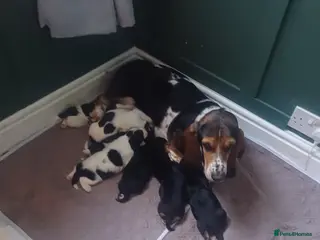 Mixed Breed dogs Basset hound x basset retriever - Advert 9