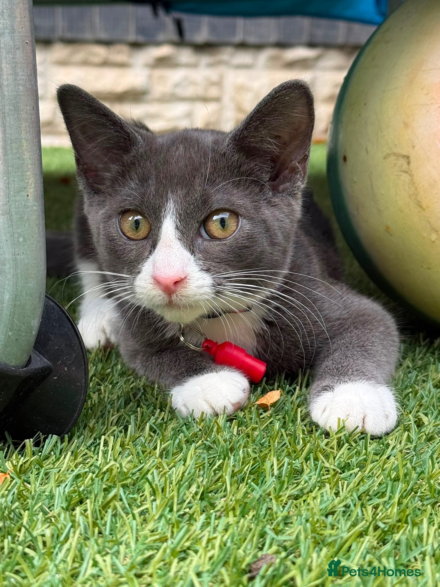 Domestic Shorthair cats Grey and white boy kitten  - Advert 8