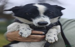 Mixed Breed dogs for adoption: 💙🐶Bobby -3 yo small boy with spirit of lion💙🐶 - Advert 11