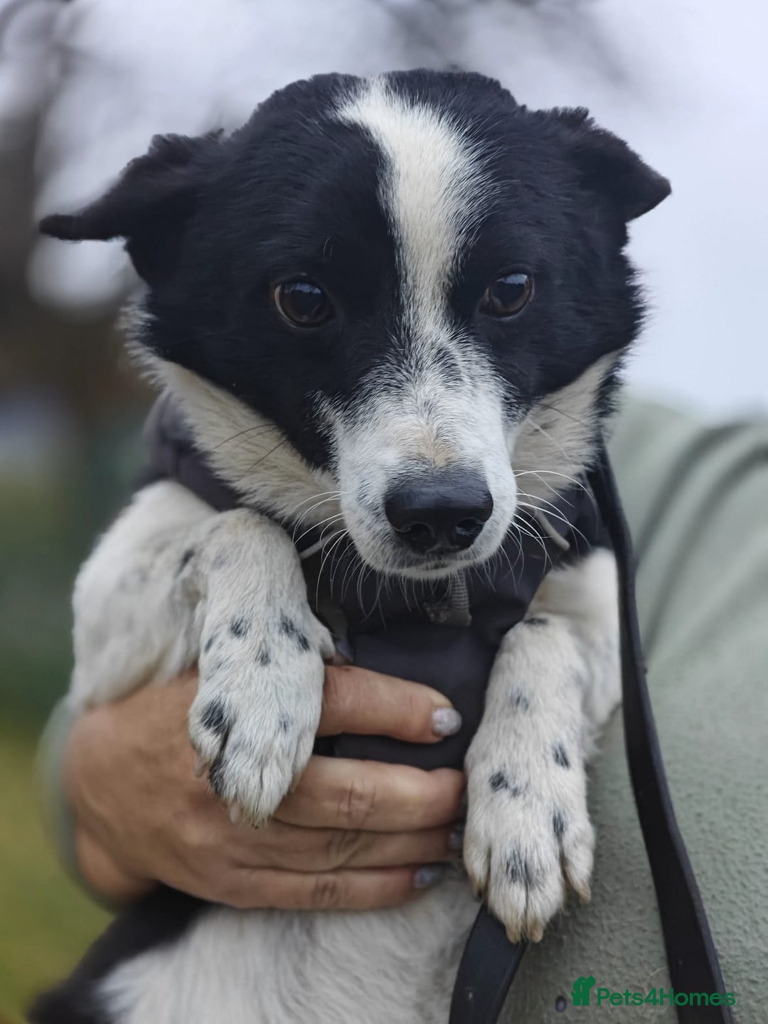 Mixed Breed dogs for adoption: 💙🐶Bobby -3 yo small boy with spirit of lion💙🐶 - Advert 11