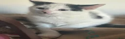 Mixed Breed cats for sale: 5 kittens for sale 14 weeks old in Hinckley - Advert 3