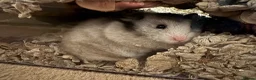 Hamster rodents for sale: Syrian hamster and cage  - Advert 4