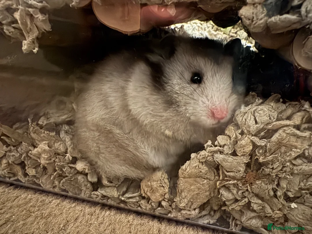 Hamster rodents for sale: Syrian hamster and cage  - Advert 4