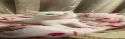 Perdoll cats for sale: 🐾🤍 BEAUTIFUL PERSIAN X RAGDOLL KITTENS 🤍🐾 - Advert 16