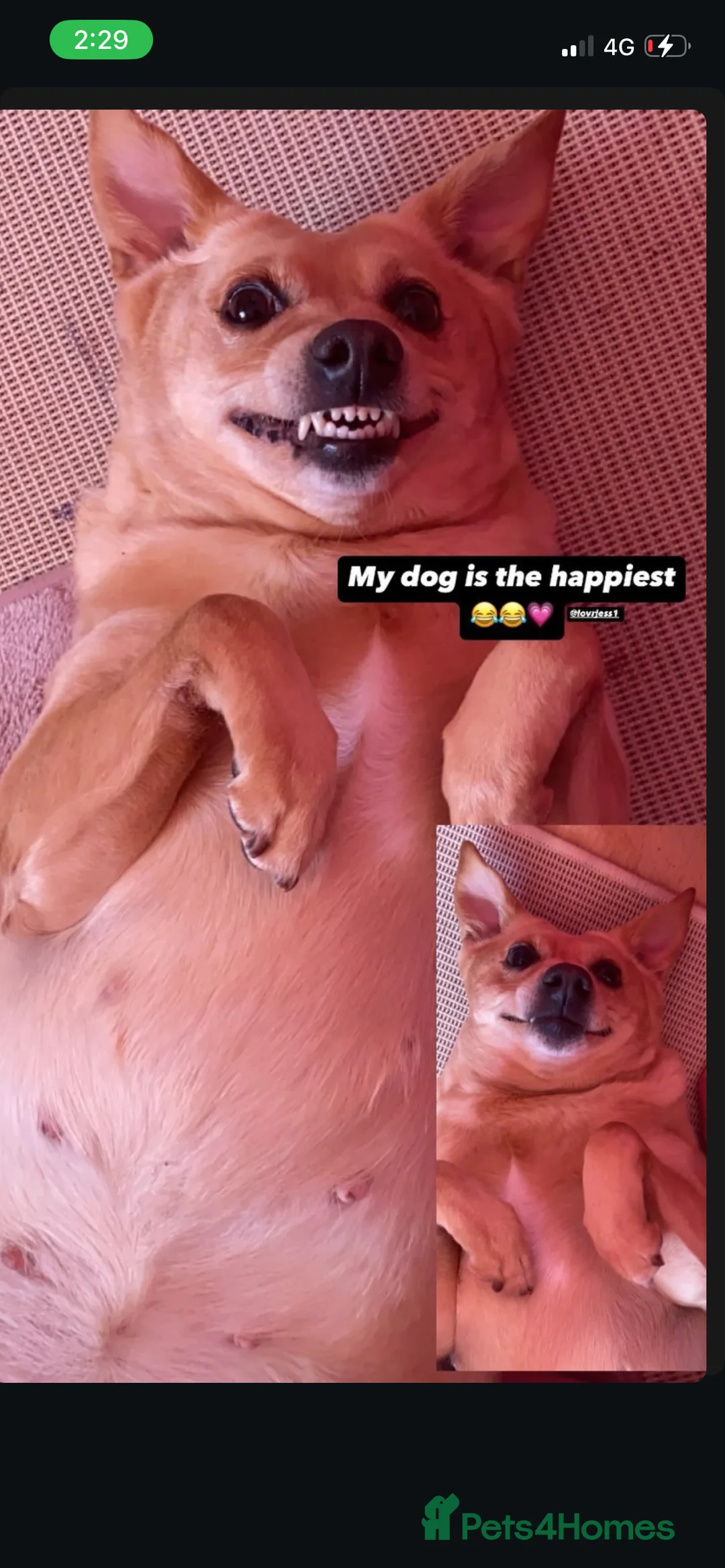 Mixed Breed dogs for sale: Puppy girl in Newcastle upon Tyne - Advert 1