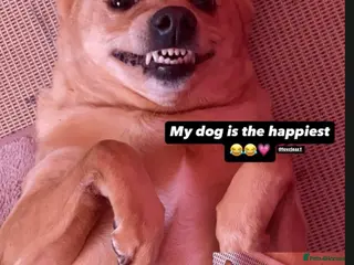 Mixed Breed dogs Puppy girl - Advert 1