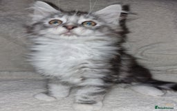 Maine Coon cats for sale: MAINE COONE KITTENS CHAMPION BLOODLINE - Image 6