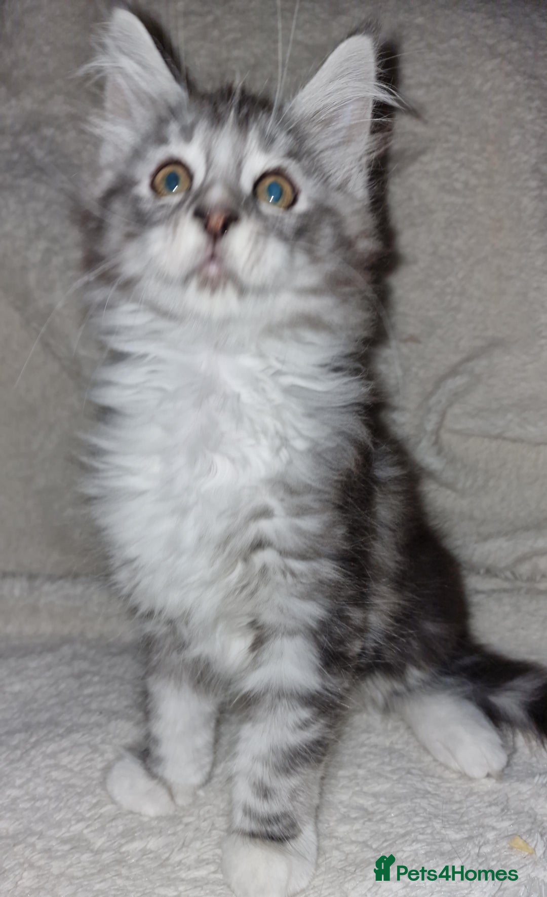 Maine Coon cats for sale: MAINE COONE KITTENS CHAMPION BLOODLINE - Image 6