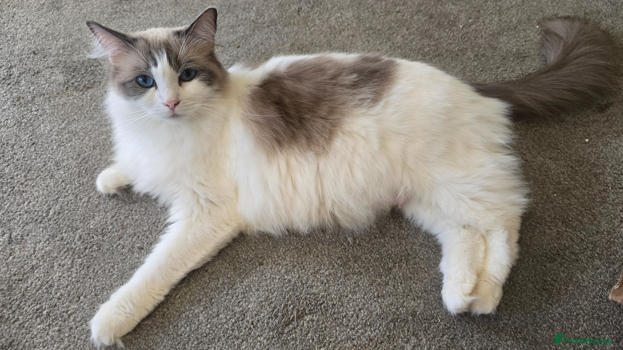 Ragdoll cats 4 gorgeous kittens available  - Advert 1