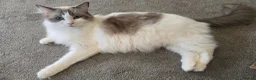 Ragdoll cats for sale: 4 gorgeous kittens available  - Advert 1