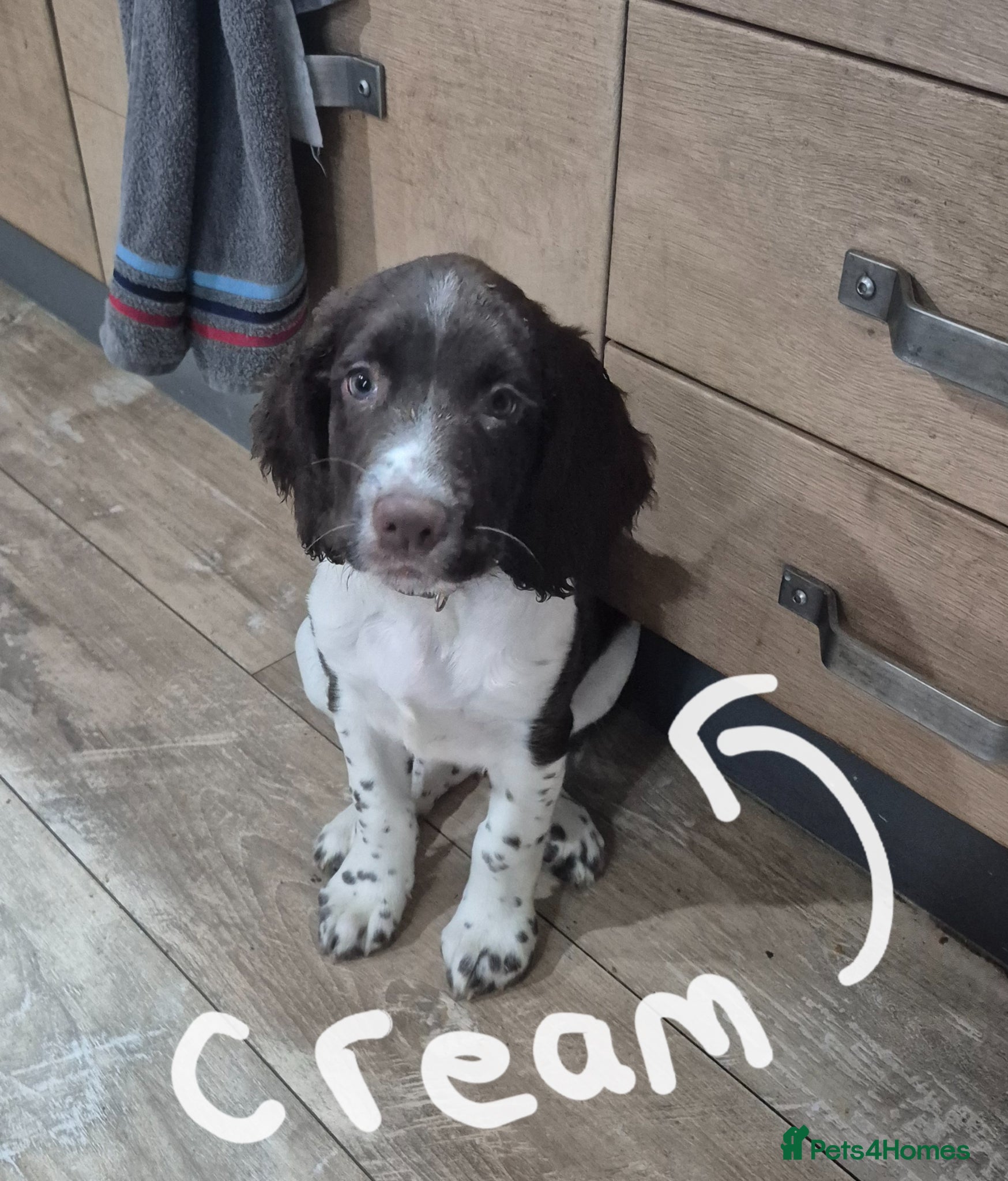 English Springer Spaniel dogs English Springer Spaniel Pups LAST 3 AVAILABLE - Advert 1