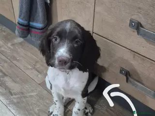English Springer Spaniel dogs English Springer Spaniel Pups LAST 3 AVAILABLE - Advert 1