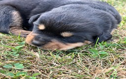 Rottweiler dogs for sale: Stunning Rottweiler puppies  - Image 2