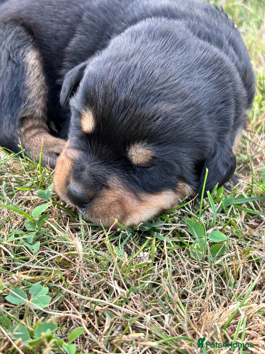 Rottweiler dogs for sale: Stunning Rottweiler puppies  - Image 2