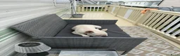 French Bulldog dogs for sale: Gorgeous platinum female French bulldog - Advert 3