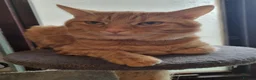 Maine Coon cats for sale: Beautiful 3/4 Maine Coon cross Kittens - Advert 8