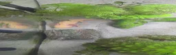 Axolotl reptiles for sale: Two Axalots with Complete set - Advert 5