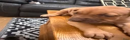 Mixed Breed dogs for sale: Beautiful puppys looking 4 forever homes  - Advert 13