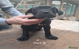 Cane Corso dogs for sale: Cane Corso Puppies - Advert 12