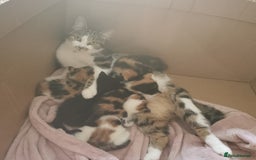 Mixed Breed cats for sale: Fluffy calico kittens - Image 9