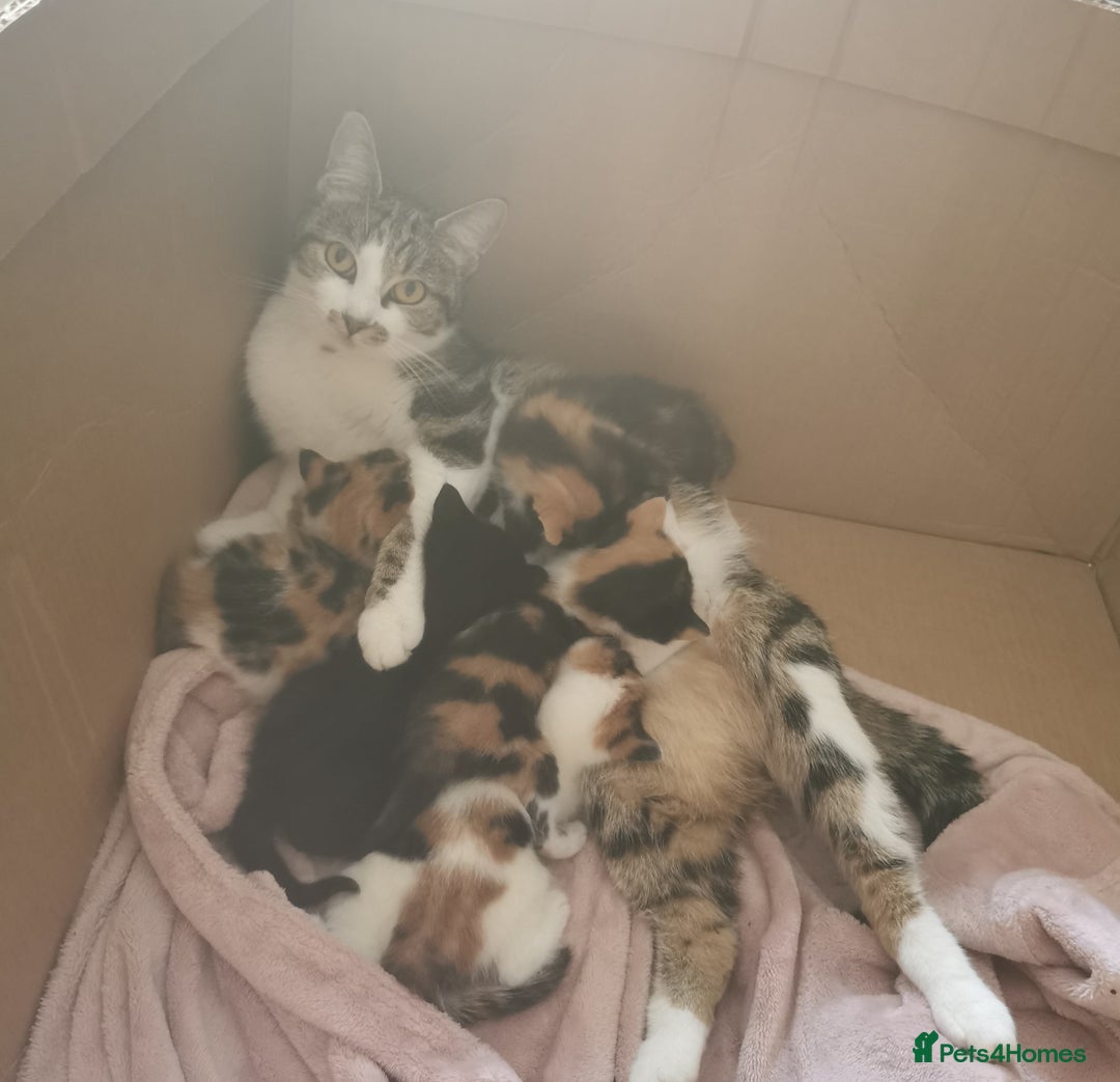 Mixed Breed cats for sale: Fluffy calico kittens - Image 9