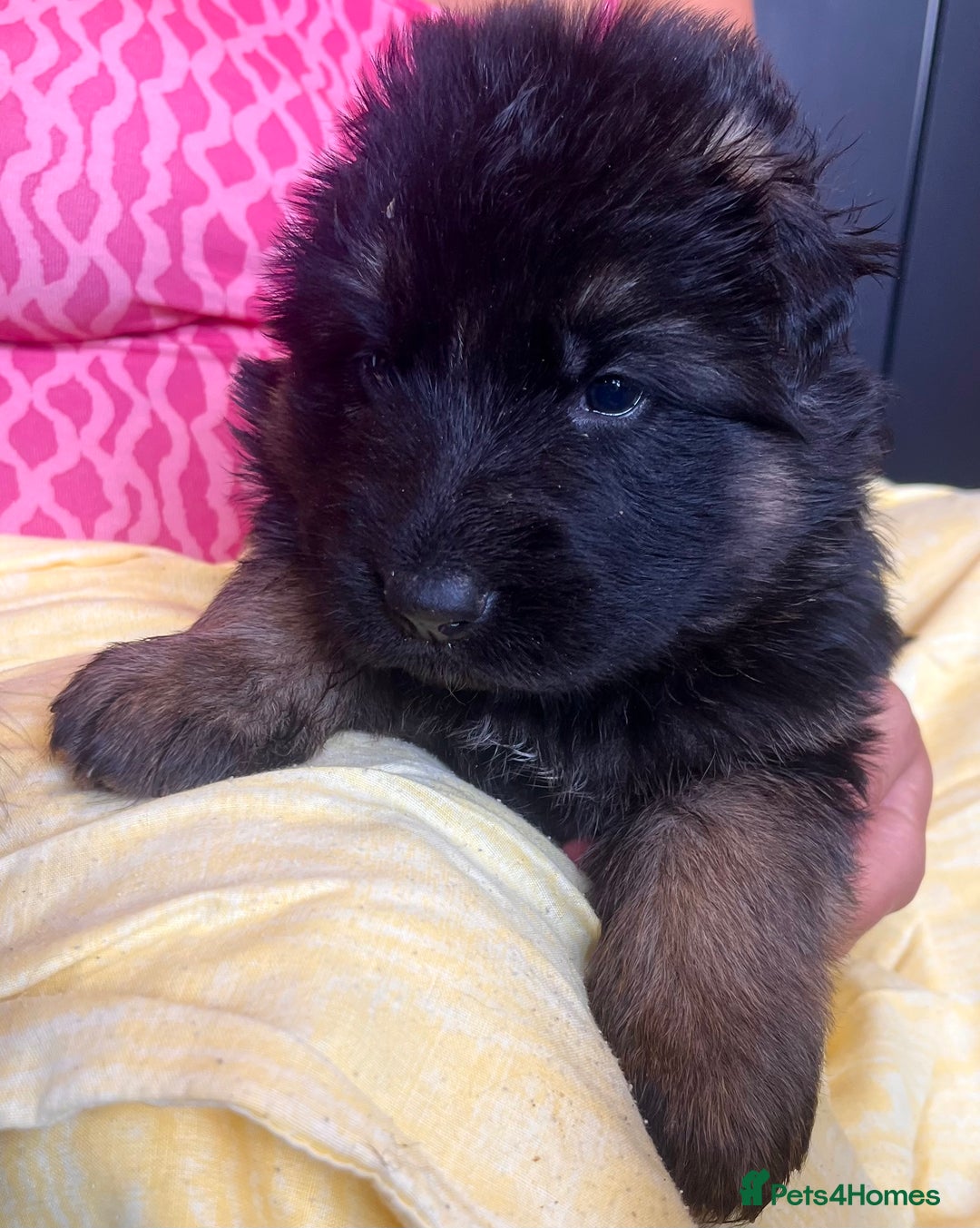 German Shepherd dogs for sale: Stunning Pedigree German Shepherd Puppies - Image 8