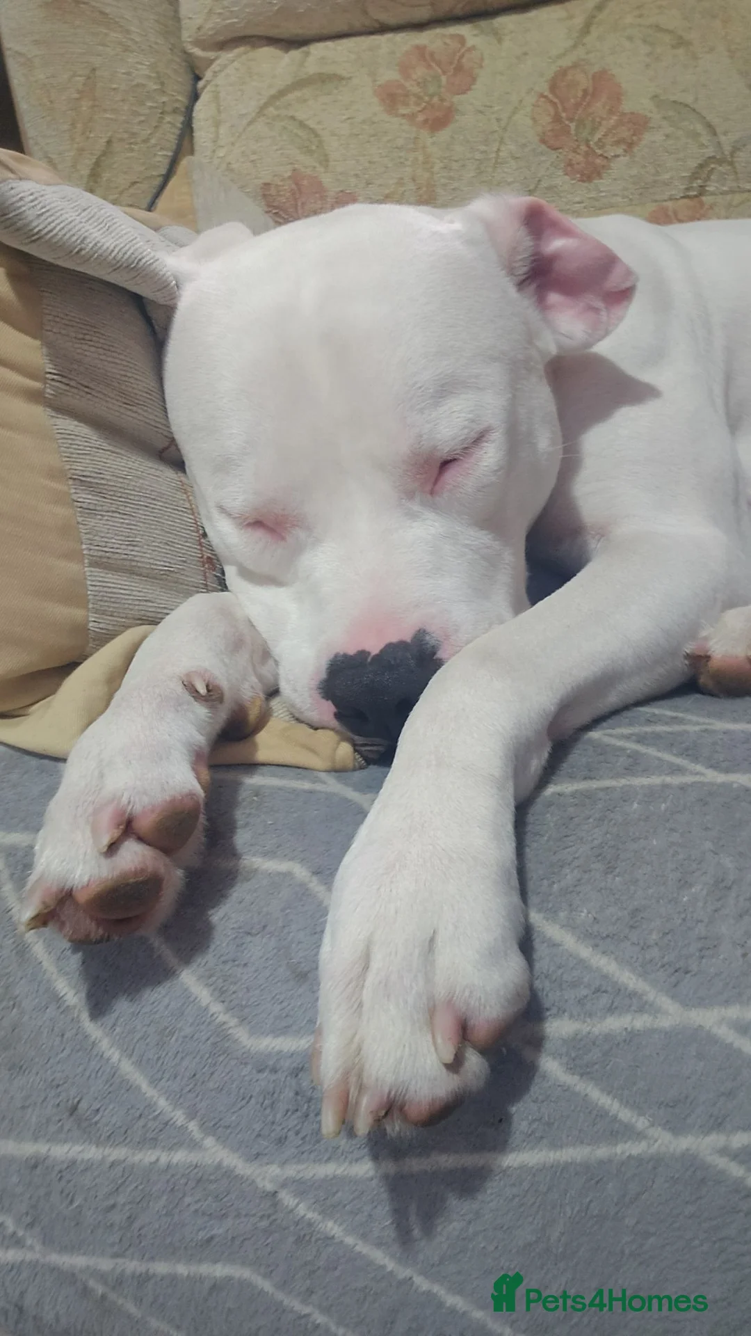 Mixed Breed dogs for sale: American bulldog cross  - Advert 2