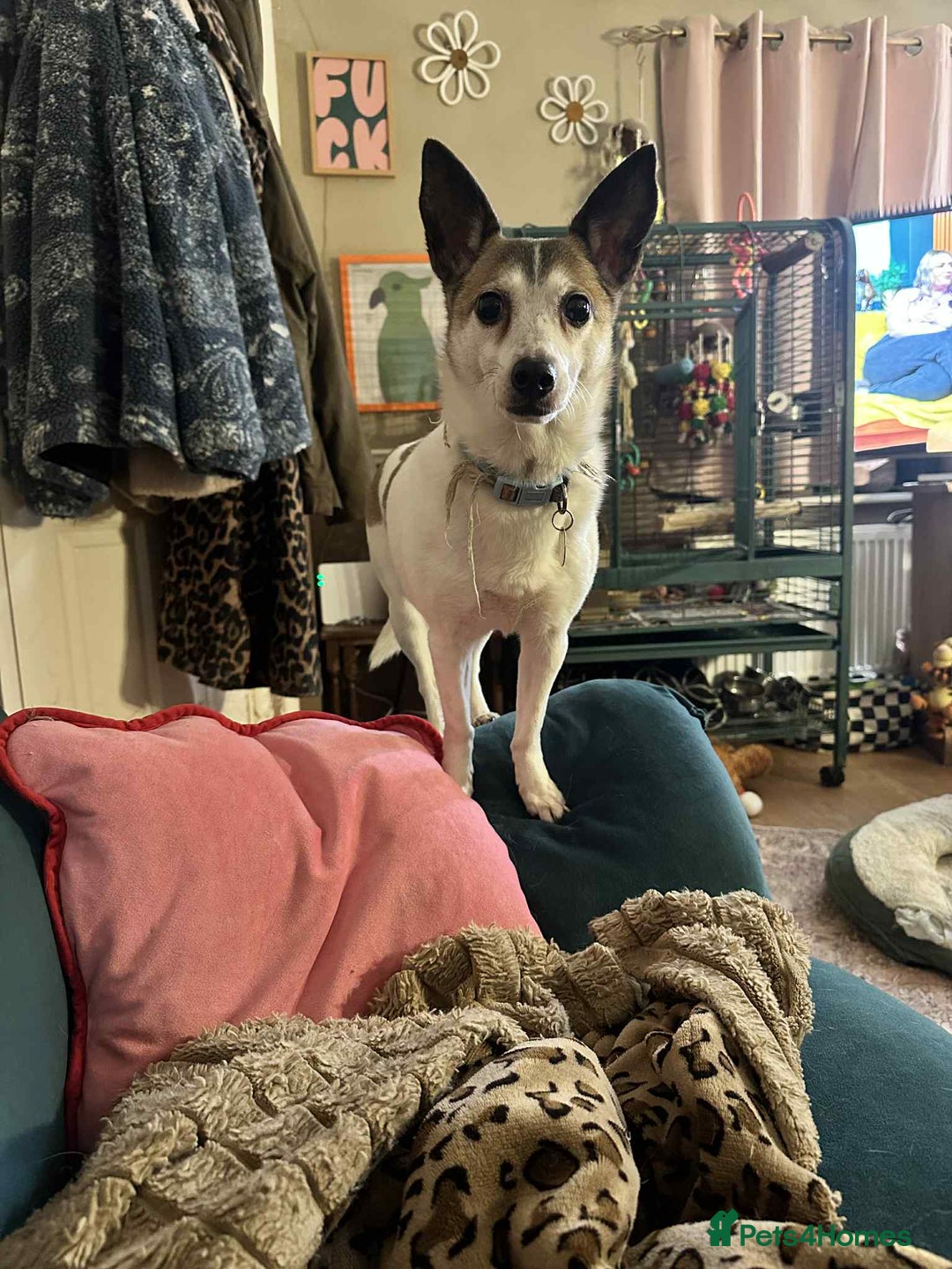 Mixed Breed dogs for adoption: Tia - Taverham Norfolk  - Advert 8