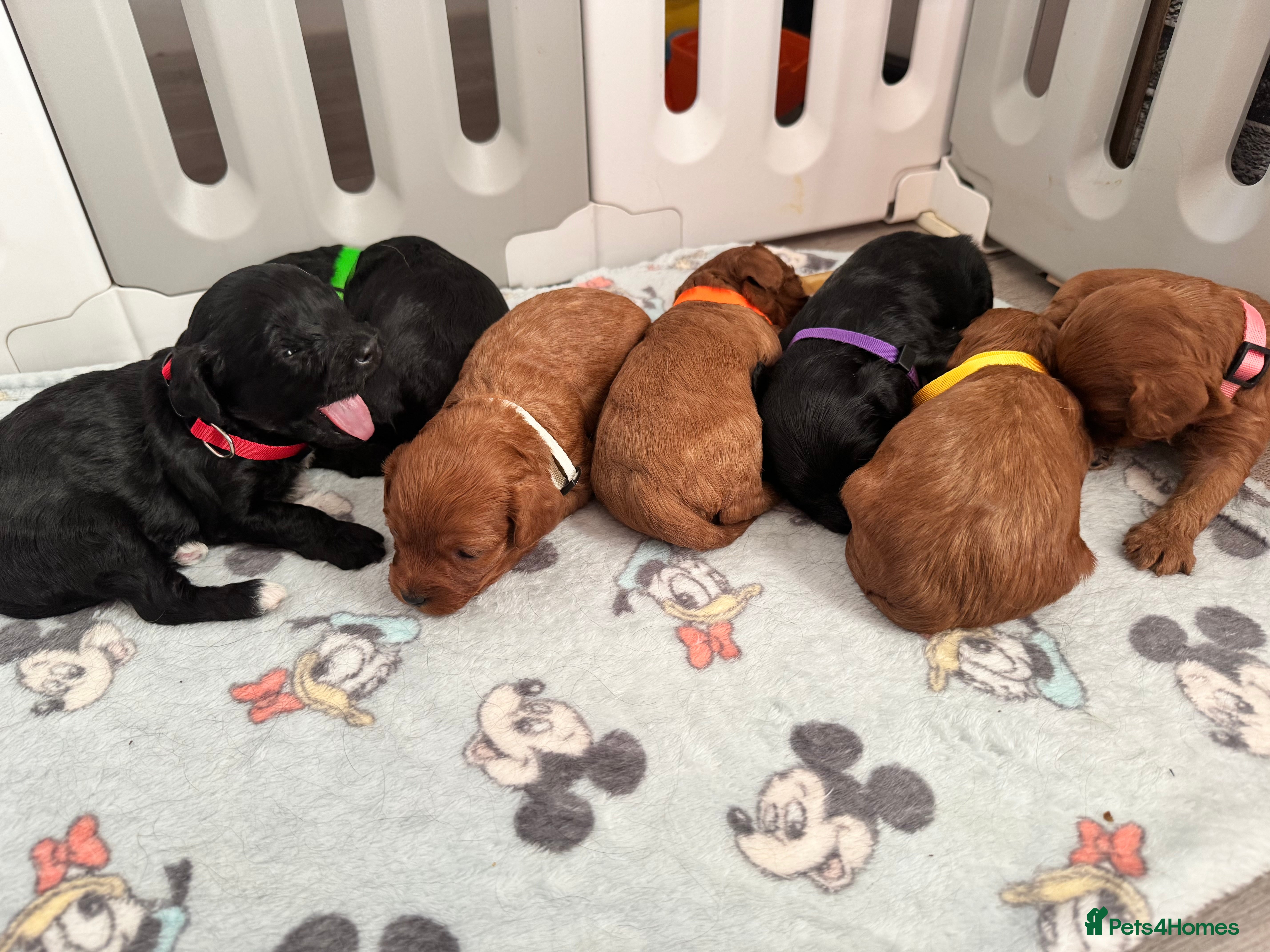 Cavapoo dogs A stunning litter of 7 little Cavapoo’s - Advert 3