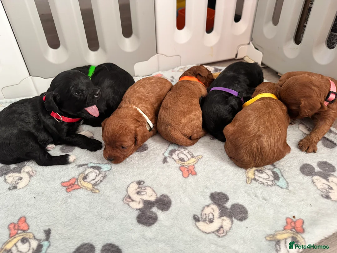 Cavapoo dogs for sale: A stunning litter of 7 little Cavapoo’s - Advert 8
