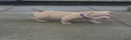 American Bully dogs for sale: 4 beautiful pocket bullies  - Advert 19