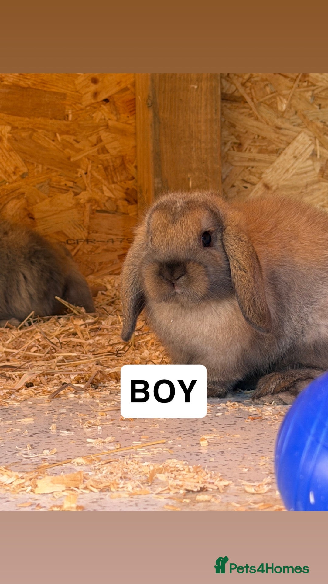 Mini Lop rabbits Minilops  - Advert 11