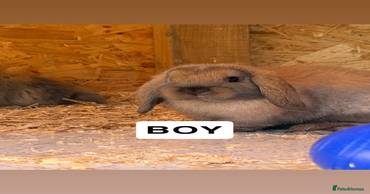 Mini Lop Rabbits for Sale for sale in Sheffield, South Yorkshire ...