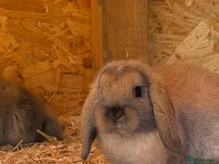 Mini Lop rabbits Minilops - Advert 11