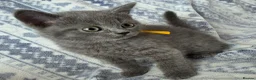 British Shorthair cats for sale: British Shorthair - Advert 15