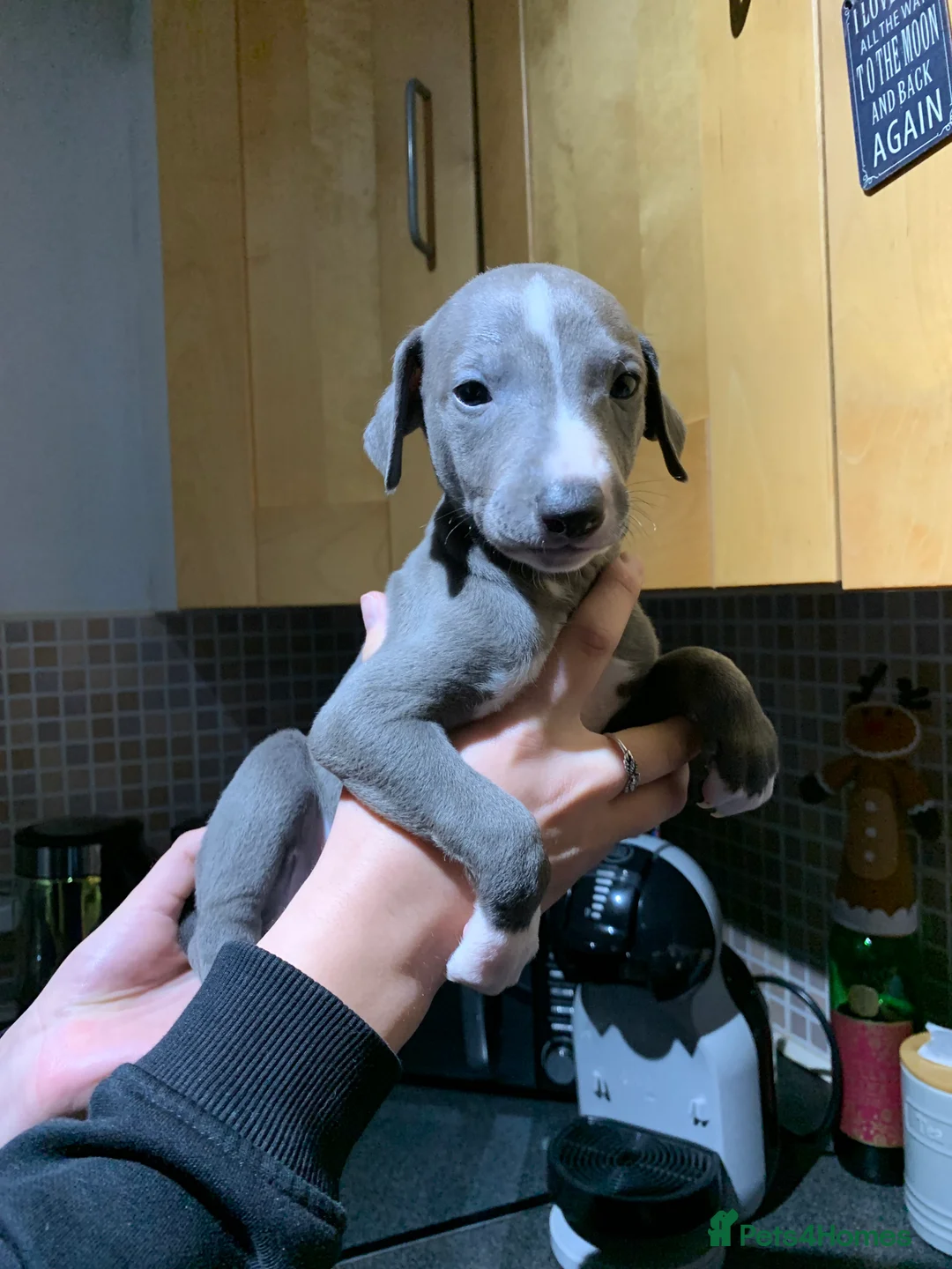 Whippet dogs for sale: Blue Kennel Club Registered Whippet puppies  - Advert 13