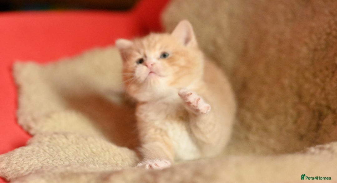 British Shorthair cats for sale: ⭐Rare Cream British Shorthair Boy ⭐  - Image 5
