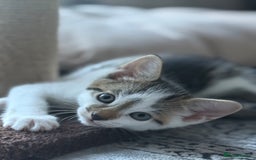Mixed Breed cats for sale: Adorable Male Kitten Looking for His Forever Home - Image 2