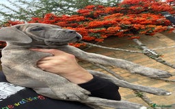 Cane Corso dogs for sale: Cane corso puppies 9 weeks old - Image 17